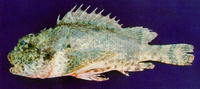 Scorpaena mystes, Pacific spotted scorpionfish: fisheries, gamefish