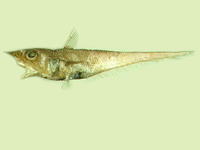 Coelorinchus parallelus, Spiny grenadier: fisheries
