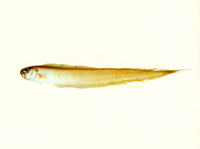 Acanthocepola krusensternii, Red-spotted bandfish: