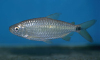 Brycinus rhodopleura, : fisheries