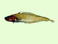 Physiculus roseus, : fisheries
