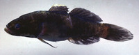 Eleotris acanthopoma, : aquarium