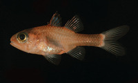 Apogon crassiceps, Transparent cardinalfish:
