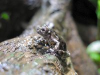 Marbled tree frog (Hyla marmorata) - in Peru exibit