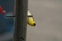 Carduelis tristis - American Goldfinch