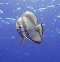 Platax teira - Longfin Batfish