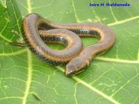 Image of: Pseudoeryx plicatilis (pond snake)