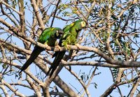 Golden-collared Macaw - Primolius auricollis