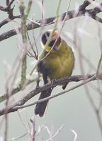 Yellow-breasted Brush-Finch - Atlapetes latinuchus
