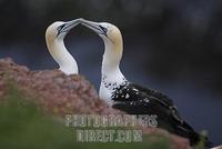 northern gannet ( Sula bassana ) stock photo