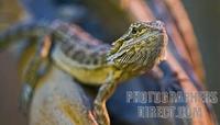 Bearded Dragon Lizard stock photo