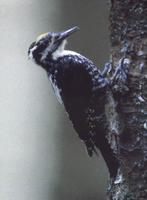 Eurasian Three-toed Woodpecker (Picoides tridactylus),
