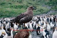 ...FT0165-00: Antarctic Skua, Catharacta antarctica, on tussock grass in a king penguin colony. Sub