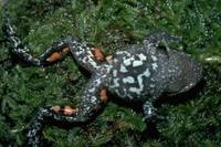 : Adelotus brevis; Tusked Frog