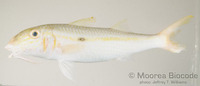 : Mulloidichthys flavolineatus