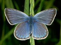 Polyommatus amandus - Amandas Blue