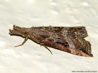 Hypena rostralis - Buttoned Snout
