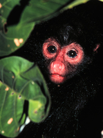 Black spider monkey (Ateles paniscus)