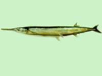 Tylosurus acus melanotus, Keel-jawed needle fish: fisheries