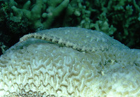 Corythoichthys flavofasciatus, Network pipefish: