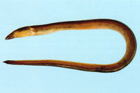 Pisodonophis cancrivorus, Longfin snake-eel: fisheries