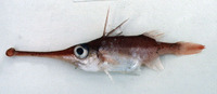 Macrorhamphosodes platycheilus, Trumpetsnout spikefish: