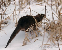 Lutra lutra - Eurasian River Otter