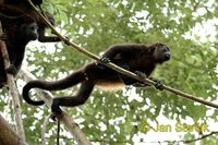 Alouatta palliata - Mantled Howler Monkey