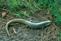 Image of: Eumeces obsoletus (great plains skink)