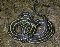 Image of: Thamnophis radix (plains garter snake)