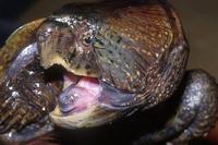 Platysternon megacephalum - Big-headed Turtle