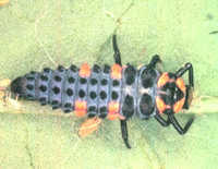 Ladybird beetle larva