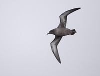 Sooty Shearwater (Puffinus griseus) photo