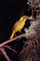 Golden Bowerbird - Prionodura newtoniana