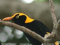 Regent Bowerbird - Sericulus chrysocephalus