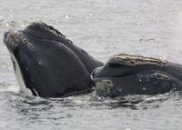 Northern Right Whale (Eubalaena glacialis)