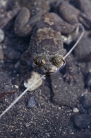 : Barbourula busuangensis; Philippine Discoglossid Frog