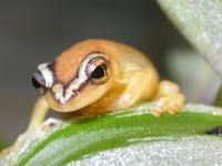 : Hyperolius puncticulatus; Spotted Reed Frog
