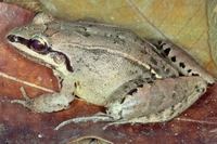 : Leptodactylus notoaktites