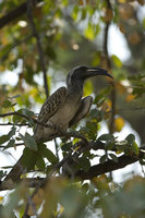 : Tockus nasutus; African Grey Hornbill