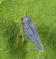 : Cedusa sp.