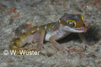 : Pachydactylus austeni; Austen's Thick-toed Gecko