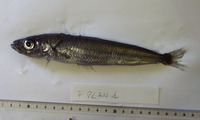 Pleuragramma antarcticum, Antarctic silverfish: fisheries