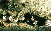 Myrichthys maculosus, Tiger snake eel: aquarium