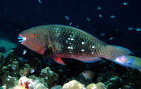 Scarus persicus, Gulf parrotfish: fisheries