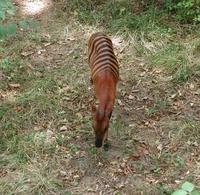 Image of: Cephalophus zebra (zebra duiker)