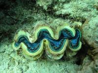 Tridacna maxima - Maxima clam