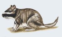 Image of: Lagostomus maximus (plains viscacha)