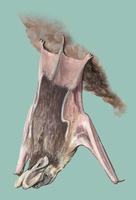 Image of: Otomops martiensseni (large-eared free-tailed bat)