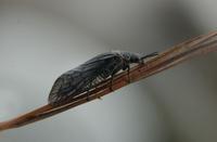 Image of: Sialidae (alderflies)
